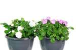 Impatiens Double Bonita Basket Combo