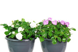 Impatiens Double Bonita Basket Combo