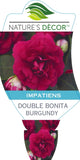 Impatiens Double Bonita Burgundy