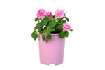 Impatiens Double Bonita Pink