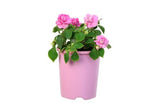 Impatiens Double Bonita Pink