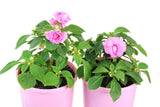 Impatiens Double Bonita Pink