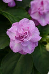 Impatiens Double Bonita Stardust Lavender