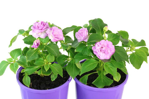 Impatiens Double Bonita Stardust Lavender