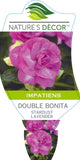 Impatiens Double Bonita Stardust Lavender