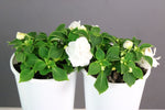 Impatiens Double Bonita White