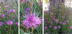 Isopogon Candy Cones