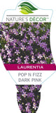 Isotoma Pop N Fizz Dark Pink