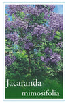 Jacaranda mimosifolia