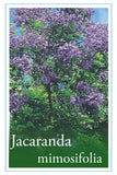 Jacaranda mimosifolia