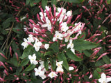 Jasminum polyanthum