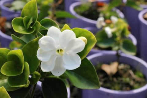 Jasminum sambac