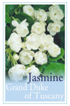 Jasminum sambac Grand Duke of Tuscany