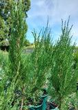 Juniperus chinensis Spartan