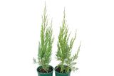 Juniperus chinensis Spartan