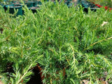 Juniperus conferta