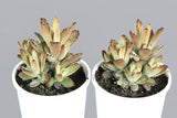 Kalanchoe tomentosa