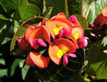 Kennedia coccinea