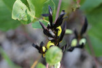 Kennedia nigricans