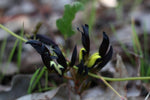 Kennedia nigricans