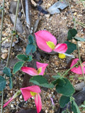 Kennedia prostrata Pink Postie