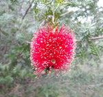 Kunzea baxteri