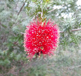 Kunzea baxteri