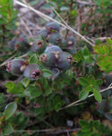 Kunzea pomifera (Tucker Bush Muntries)