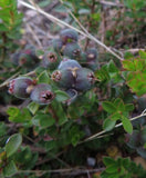 Kunzea pomifera (Tucker Bush Muntries)