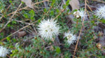 Kunzea pomifera (Tucker Bush Muntries)