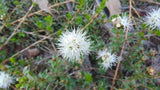 Kunzea pomifera (Tucker Bush Muntries)