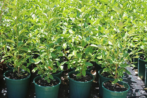 Lagunaria patersonii