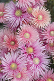 Lampranthus Coral Explosion