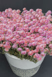 Lampranthus Coral Explosion