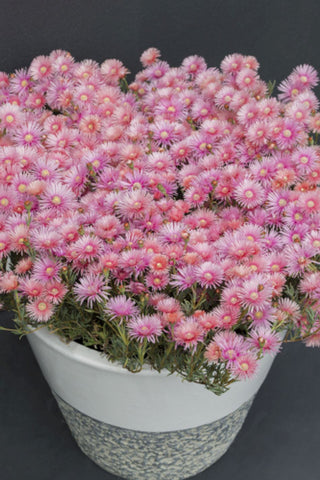 Lampranthus Coral Explosion