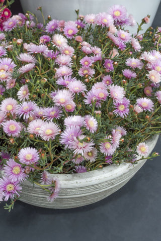 Lampranthus Mauve Explosion