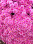 Lampranthus Pink Explosion