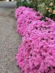 Lampranthus Pink Explosion