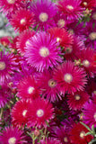 Lampranthus Raspberry Explosion