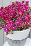 Lampranthus Raspberry Explosion