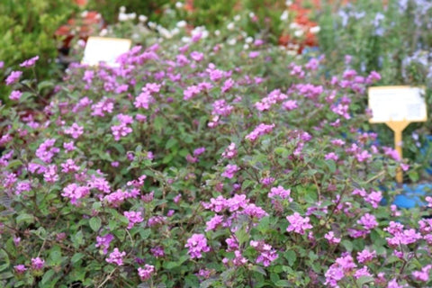 Lantana montevidensis