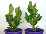 Laurus Flavour Master (Bay tree)