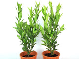 Laurus nobilis Miles Choice