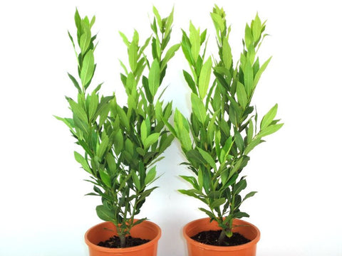 Laurus nobilis Miles Choice