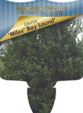 Laurus nobilis Miles Choice