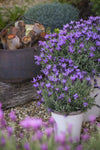 Lavandula Blueberry Ruffles