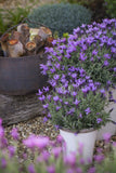 Lavandula Blueberry Ruffles