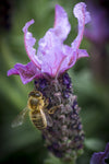 Lavandula Blueberry Ruffles