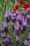 Lavandula Blueberry Ruffles