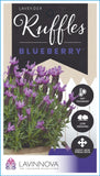 Lavandula Blueberry Ruffles